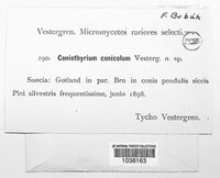 Image of Coniothyrium conicola